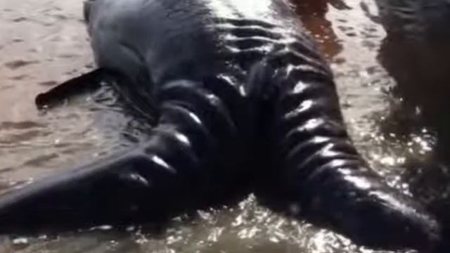 Удевительные находки детенышей серого кита great animal смотреть онлайн