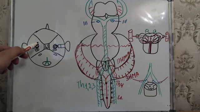Кровопостачання головного мозку | Вілізієве коло | смотреть онлайн