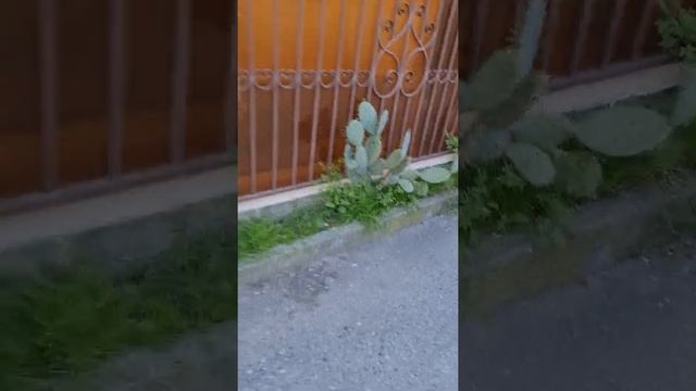 Апартаменты у моря в адлере. смотреть онлайн
