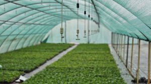 Какие сорта клубники лучше сажать? Клери,Азия,Легран,Арианна,Сандра.