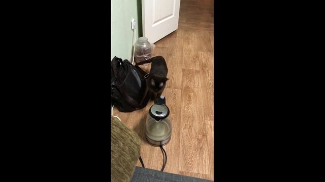 Как два кота уживаются смотреть онлайн