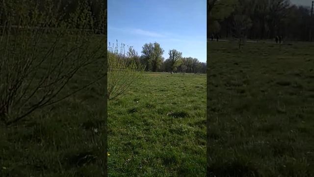 Парк Ашман, Калининград смотреть онлайн