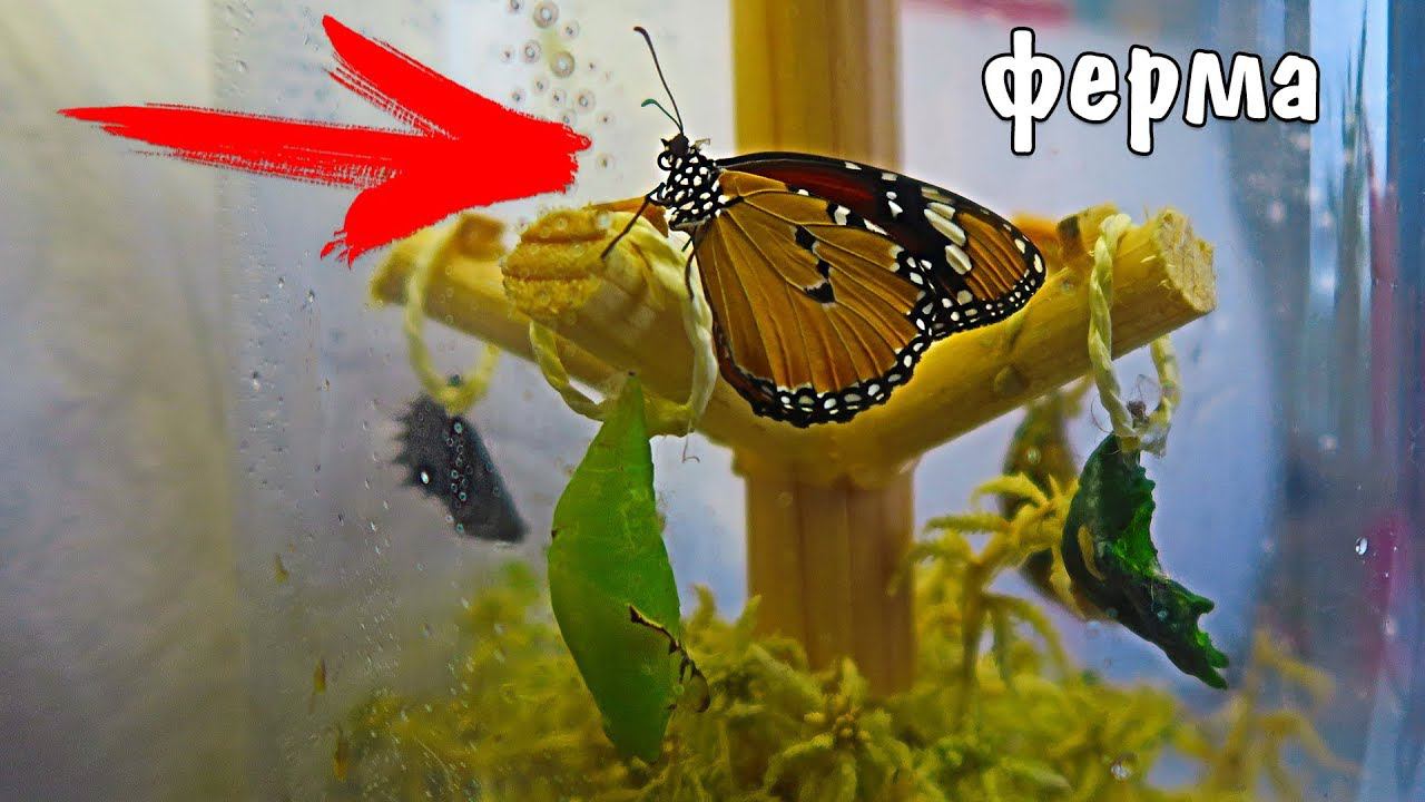 ПЕРВАЯ ФЕРМА БАБОЧЕК с бабочками КАК УХАЖИВАТЬ И КОРМИТЬ смотреть онлайн