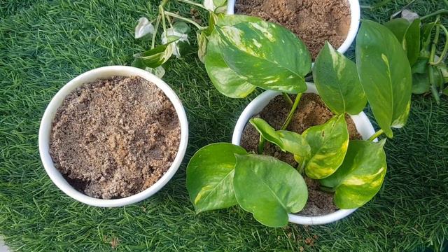 Money Plant ( Marble Queen And Prince Pothos ) Part - 3