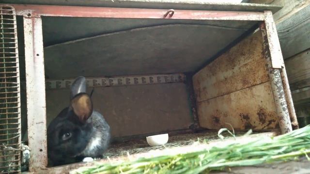 КРОЛИКИ НАБРАЛИ ВЕС НА ДЕШЁВОМ КОРМЕ,ЗА МЕСЯЦ! смотреть онлайн