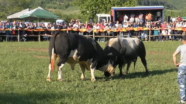 Udarna borba teškaša u Brnj Kakanj Bake & Tarzo 15/05/ 2022/g смотреть онлайн