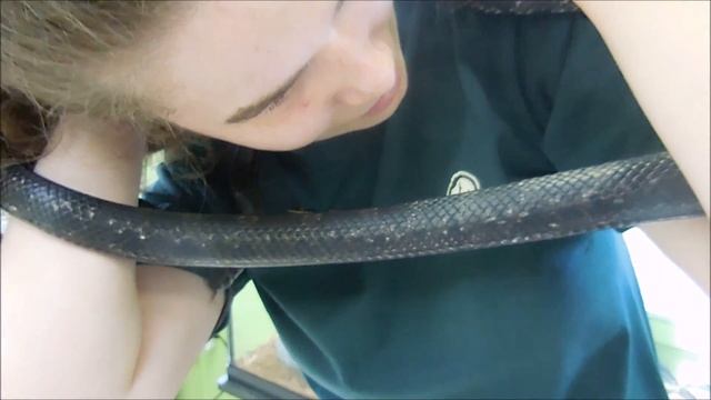 Rat Snake, female Pantherophis spiloides смотреть онлайн