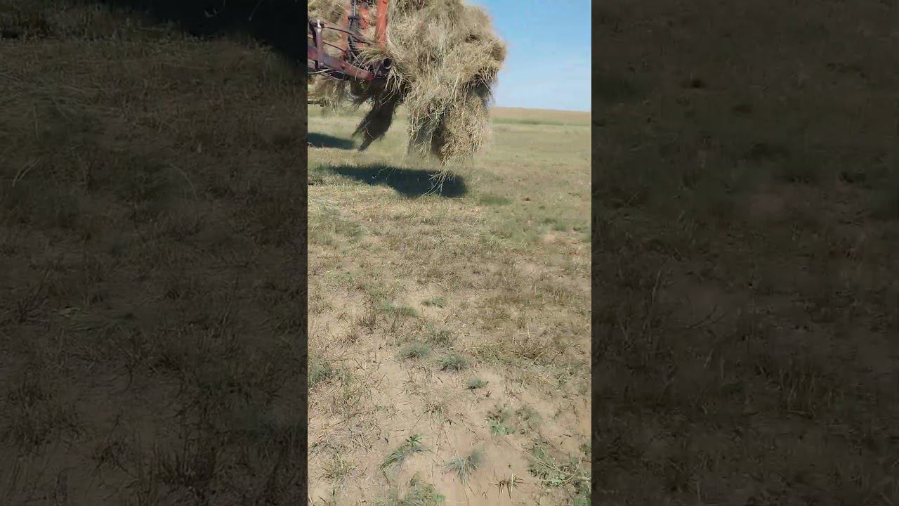 заготовка кормов в полях Алтайского края смотреть онлайн