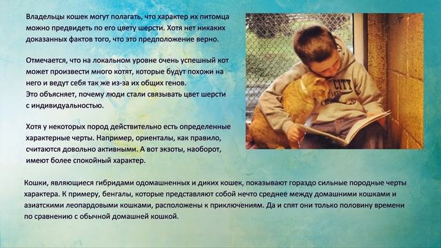 Занятные Вопросы о Поведении Кошек – Как Их Понять Interesting Questions about the Behavior of Cats смотреть онлайн