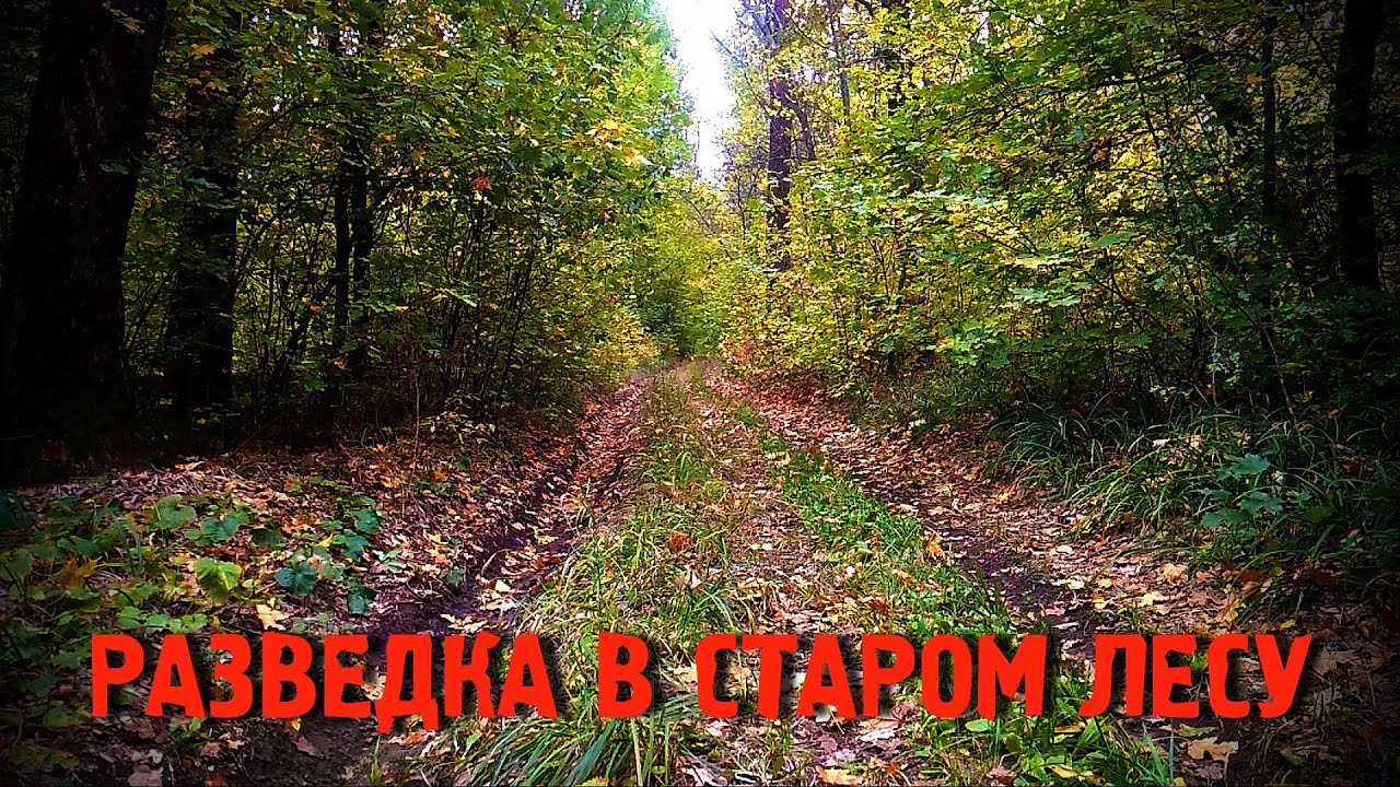 Разведка в лесу. Поиск старой дороги. ACE250 с катушкой Mars Tiger