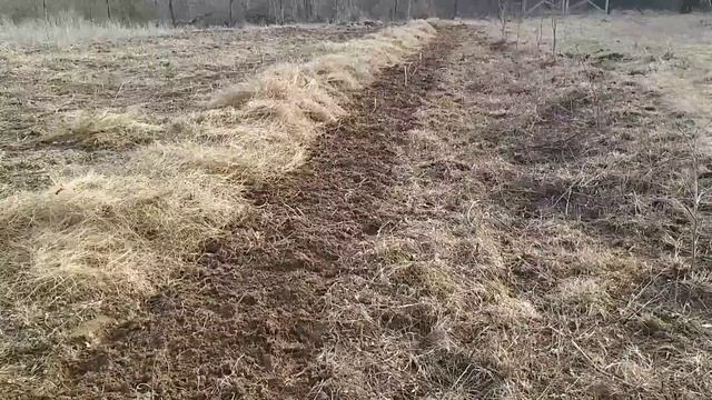 Сено или солома для малины укрываем. #сад #diy #малина #вырашивание #ягоды смотреть онлайн