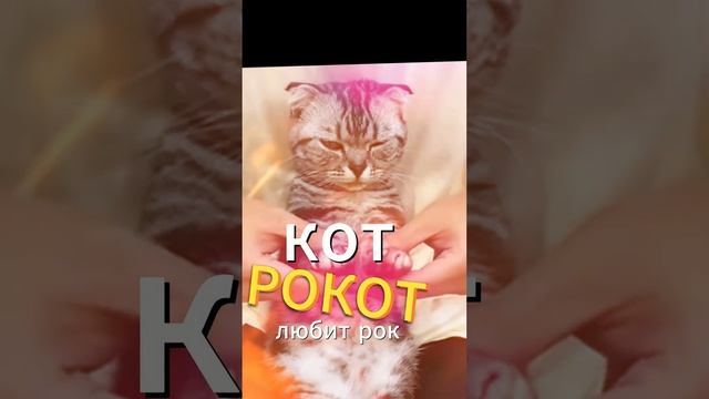 Как называется кот, который любит рок - музыку❤️Подпишитесь на котиков смотреть онлайн