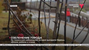 Высадили деревья на набережной в Тюмени