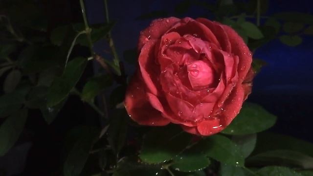 Любимая - стих о любви смотреть онлайн