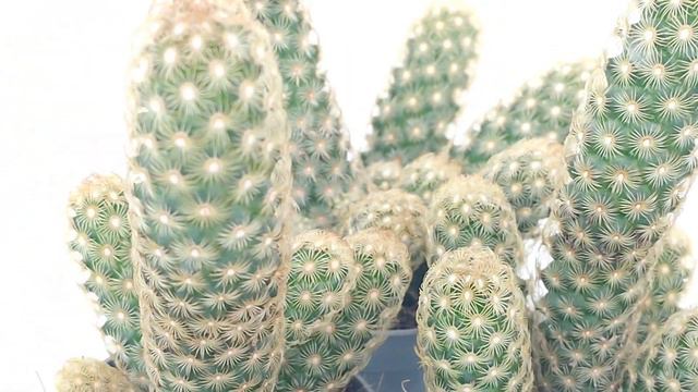 "Mammillaria elongata anguinea" смотреть онлайн