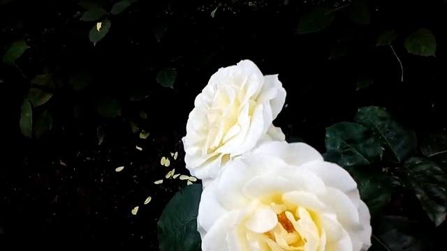 Роза Шнеевальцер ?! 18 августа 2021 смотреть онлайн