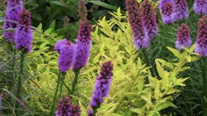 ПУШИСТАЯ СВЕЧКА В САДУ. ЛИАТРИС КОЛОСКОВЫЙ. Liatris spicata. Дачный креатив.