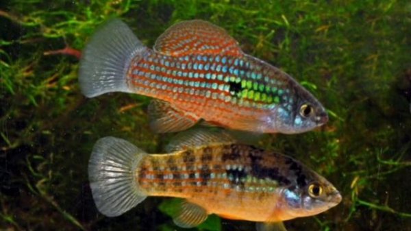 Killifish обитание в природе, уход, содержание, кормление, размножение, мальки. Нотобранхиус Рахова