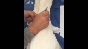 мощные жировики. такое нельзя пропустить