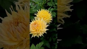 Крупноцветковые георгины 2021. Маленькая экскурсия по моему саду. Начало цветения в конце лета.