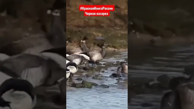 Черная казарка- Небольшая казарка. От других подвидов отличается наиболее светлой окраской груди. смотреть онлайн