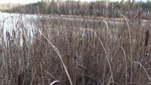 Охота на уток с пневматикой по первым заморозкам с собакой. Поздняя осень.