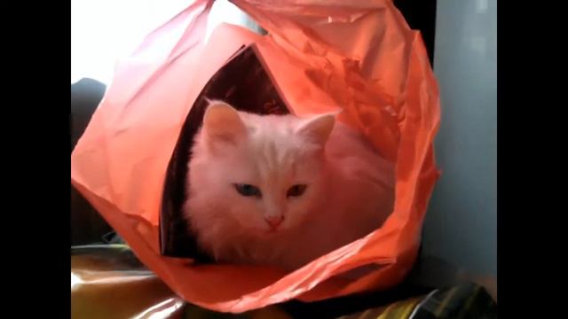 Кошка на вынос - разноглазая ангорка в пакете