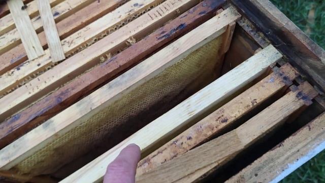 Два состояния влаги в ульях когда нормально и когда во вред КЛЕЩ ТРОПИК смотреть онлайн