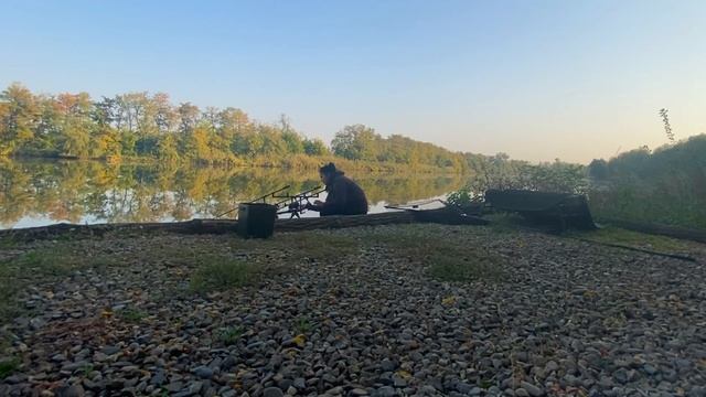 ЛОВЛЯ КАРПА И АМУРА! ВОДОЁМ «ЗОЛОТОЙ БЕРЕГ» #CARPFISHING #Рыбалкавкраснодарскомкрае #fishing смотреть онлайн