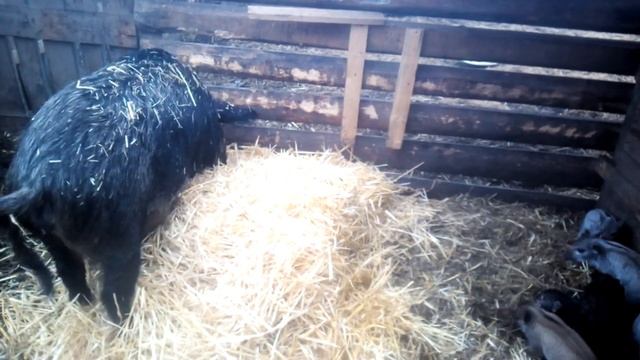 Венгерская мангалица от 0 до 2-х месяцев. Как растут поросята венгерской мангалицы. смотреть онлайн