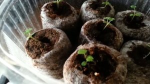 Земляника из семян. Выращивание в торфяных таблетках часть2