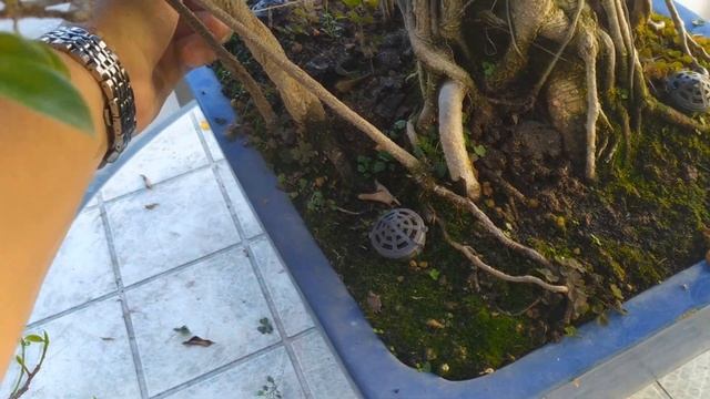 Почему горят листья от солнца у бонсай? Как этого избежать? смотреть онлайн