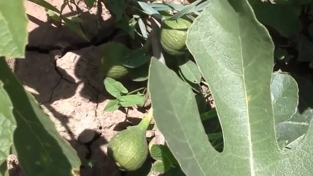 Инжир для взрослых. #нерыхлить, #неприщипывать + двуличие инжира + шиза и полный трэш. смотреть онлайн