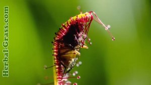 Росянка - плотоядное растение хищник для насекомых