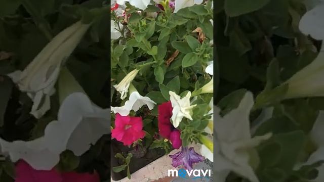 Как сделать уличный вазон для цветов смотреть онлайн