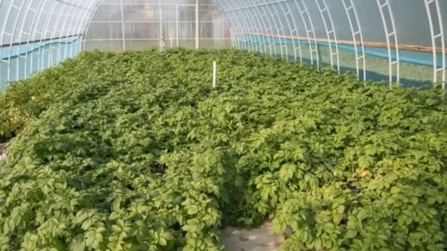 ТОП 4 БИЗНЕС ИДЕИ В ТЕПЛИЦЕ|ЗИМОЙ И ЛЕТОМ| смотреть онлайн