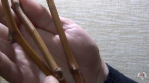 Как определить верх виноградного черенка. Виноград 2016.