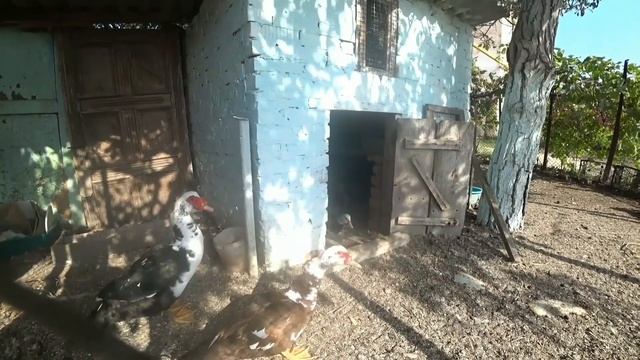 КУПИЛИ ДОМ НА ЮГЕ. НЕ ВСЁ ТАК ХОРОШО.МИНУСЫ ЖИЗНИ НА ЮГЕ смотреть онлайн
