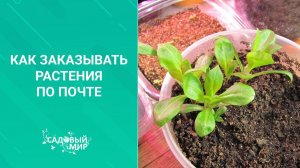 Как заказывать растения по почте и сохранить до весны