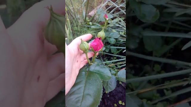 ? Троянда Твайлайт Зоун смотреть онлайн