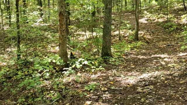 Чудо в перьях в нашем лесу.Октябрь. смотреть онлайн