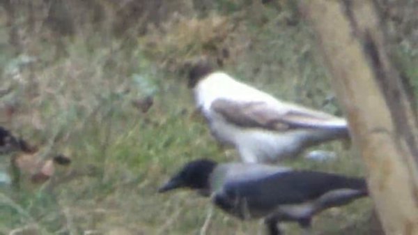 Белая ворона_White crow real