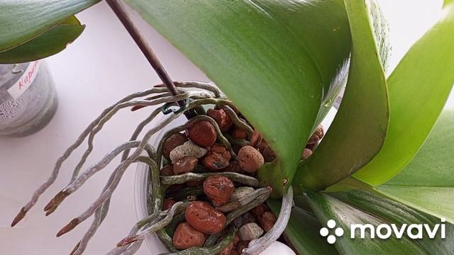 01.10.2023.СТИМУЛЯЦИЯ КРЕПКИХ ОРХИДЕЙ НА ЦВЕТЕНИЕ!!! смотреть онлайн