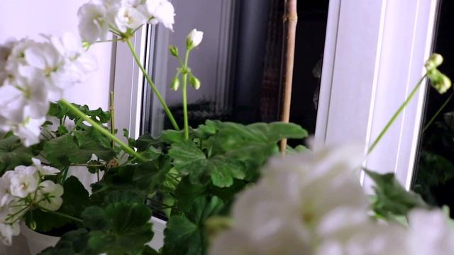 Говорите не цветет пеларгония на северном окне? Посмотрите на эту! смотреть онлайн