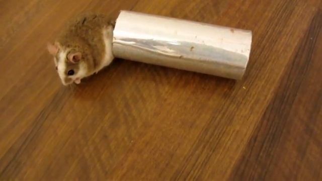 quick guide to agility train a mouse смотреть онлайн