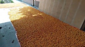 Абрикос, курага, кайса, урюк, баргак Таджикстана - как выращивают, убирают, сушат на солнце, продаю