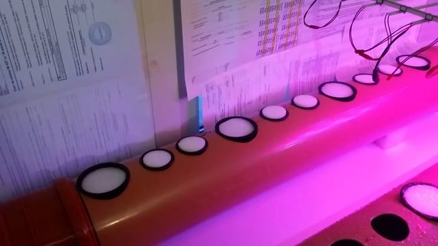 Томат и зелень на аэропонике - tomato aeroponics home made. Часть 2 смотреть онлайн