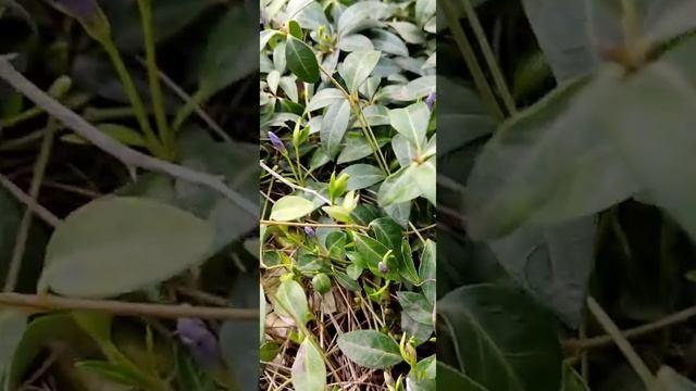 Весна идет, весне дорогу! Рисуй со мной весну, возьми с души своей поярче краски! смотреть онлайн