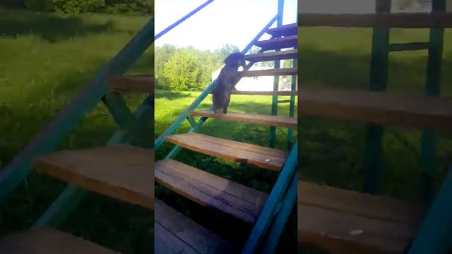 Аджилити смотреть онлайн