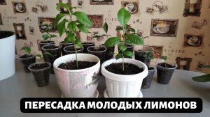 Пересадка молодых саженцев лимона. Какой объём горшочка выбрать для лимона в первый год.